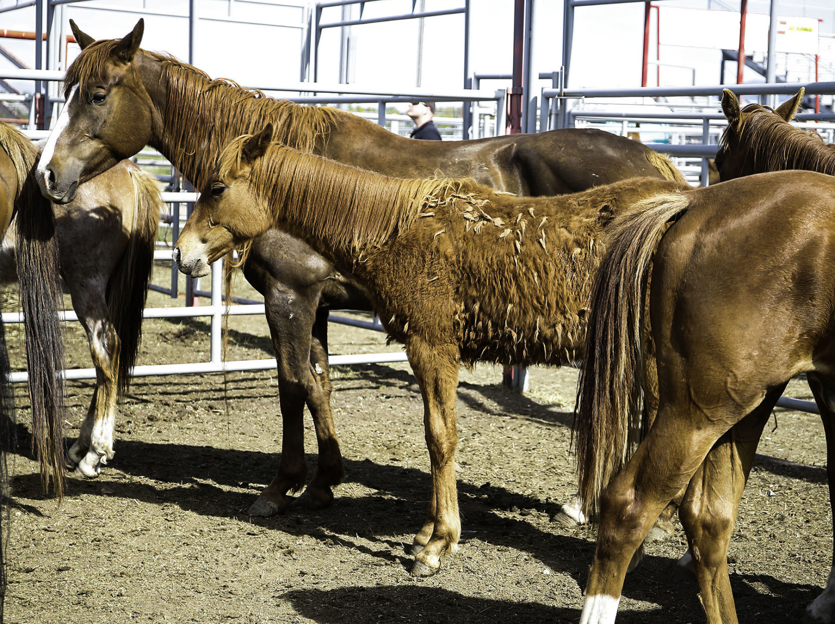 Seized horses